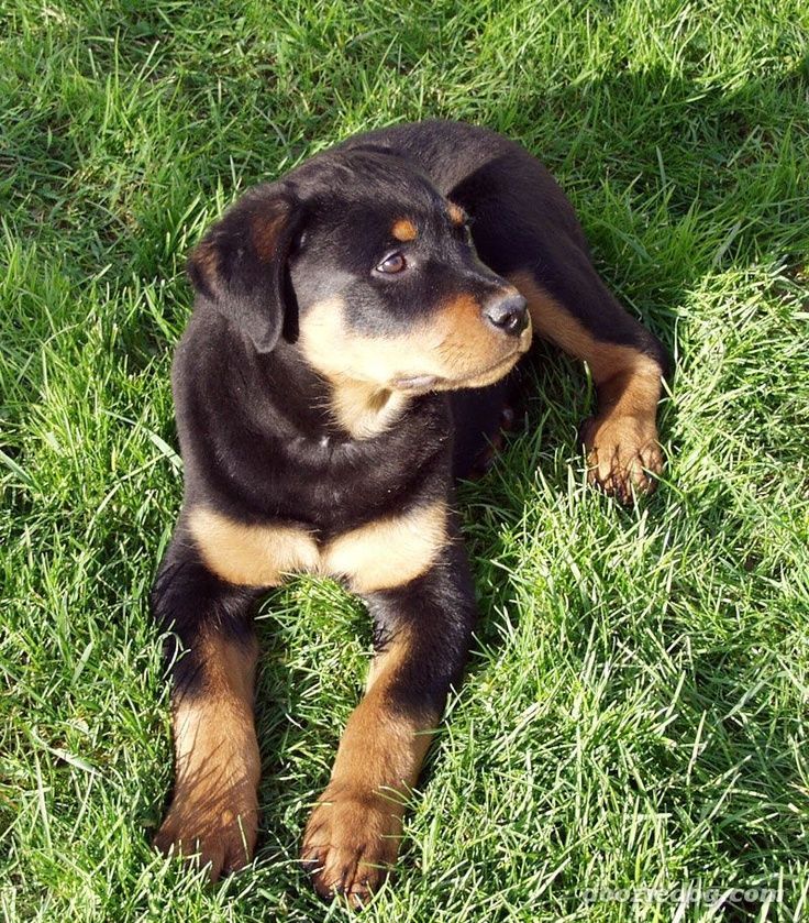 Rotweiler.jpg Rotweiler.jpg