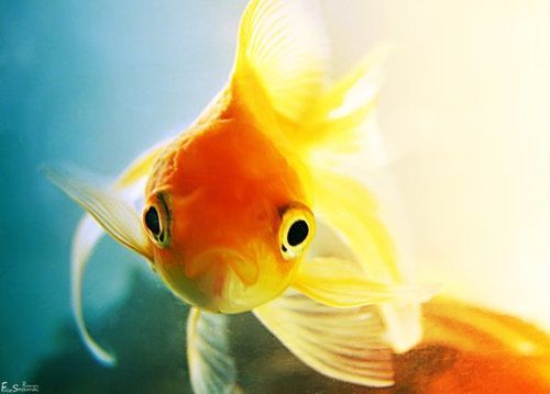 Золотые рыбки: описание, требования к уходу и другое.
