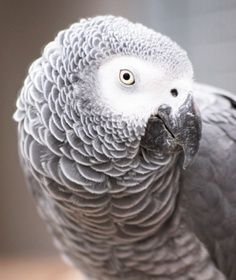 grey parrot.jpg grey parrot.jpg