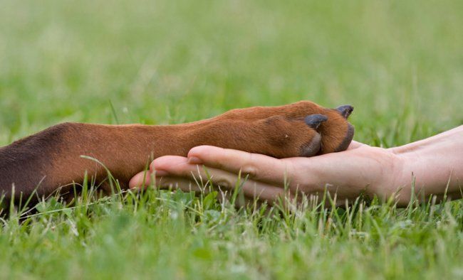 dog nails.jpg dog nails.jpg