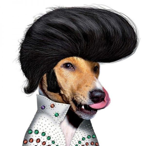 pets 09.jpg