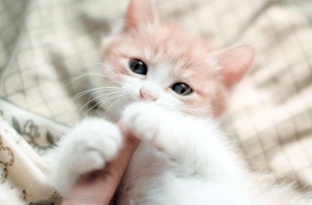 Кошка кусает руки, как отучить? Советы специалистов ✋