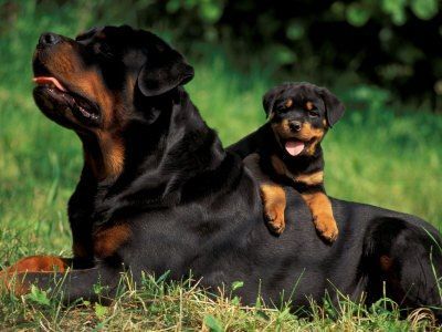 rotveyler_2.jpg rotveyler_2.jpg