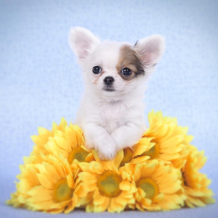 Chihuahua puppy.jpg