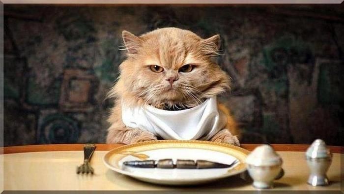 cat n fish.jpg