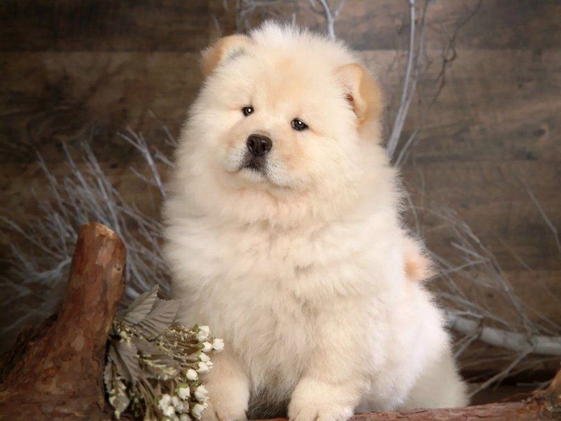 852588__white-chow-chow_p.jpg