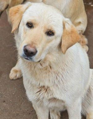 sad dog.jpg sad dog.jpg