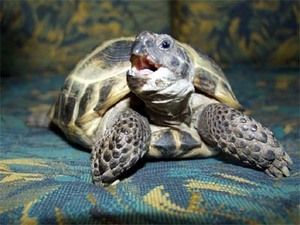 Сухопутная черепаха сухая кожа thumbnail