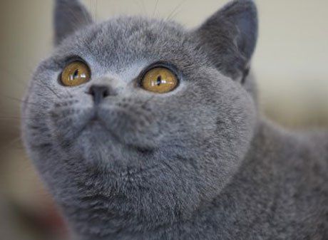 Сколько стоит кошки с загнутыми ушами thumbnail
