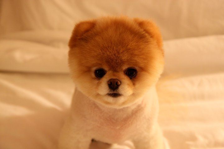 cut dog 5.jpg cut dog 5.jpg