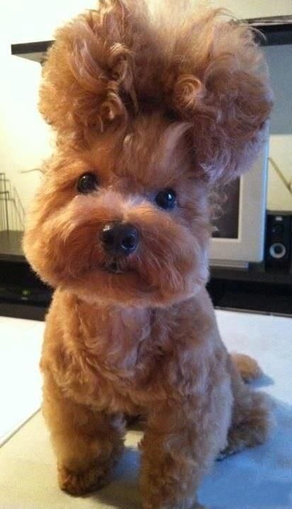 cut dog 4.jpg