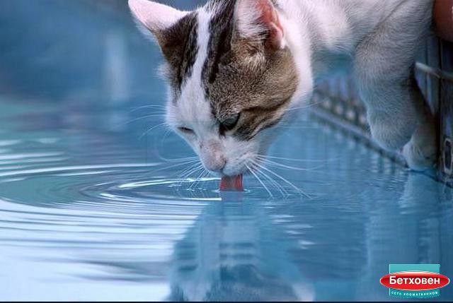 Кошки и проточная вода