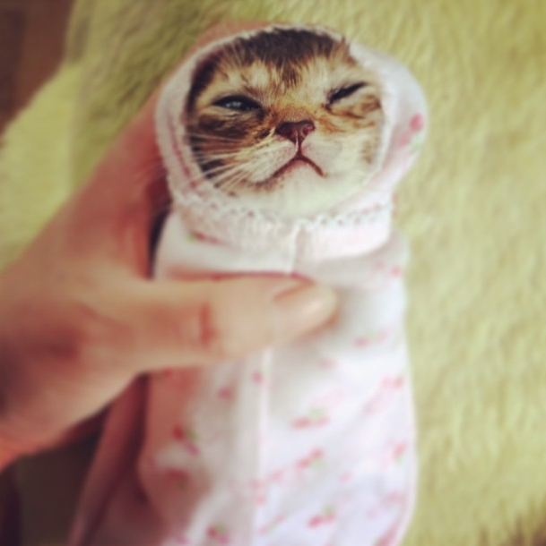 котёнок-грибок