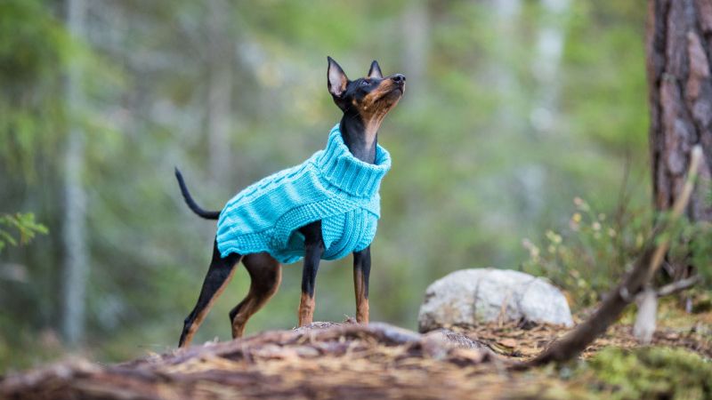 Одежда для собак: лучшие модели, советы по выбору и уходу