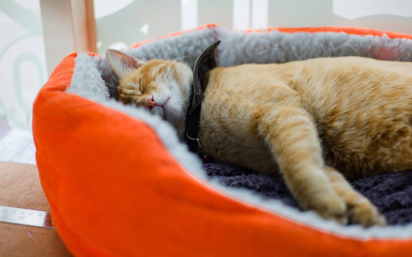 Виды лежаков для кошек - как выбрать