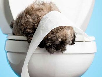 toilet-dog.jpg