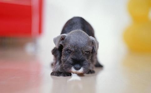 cut dog 6.jpg