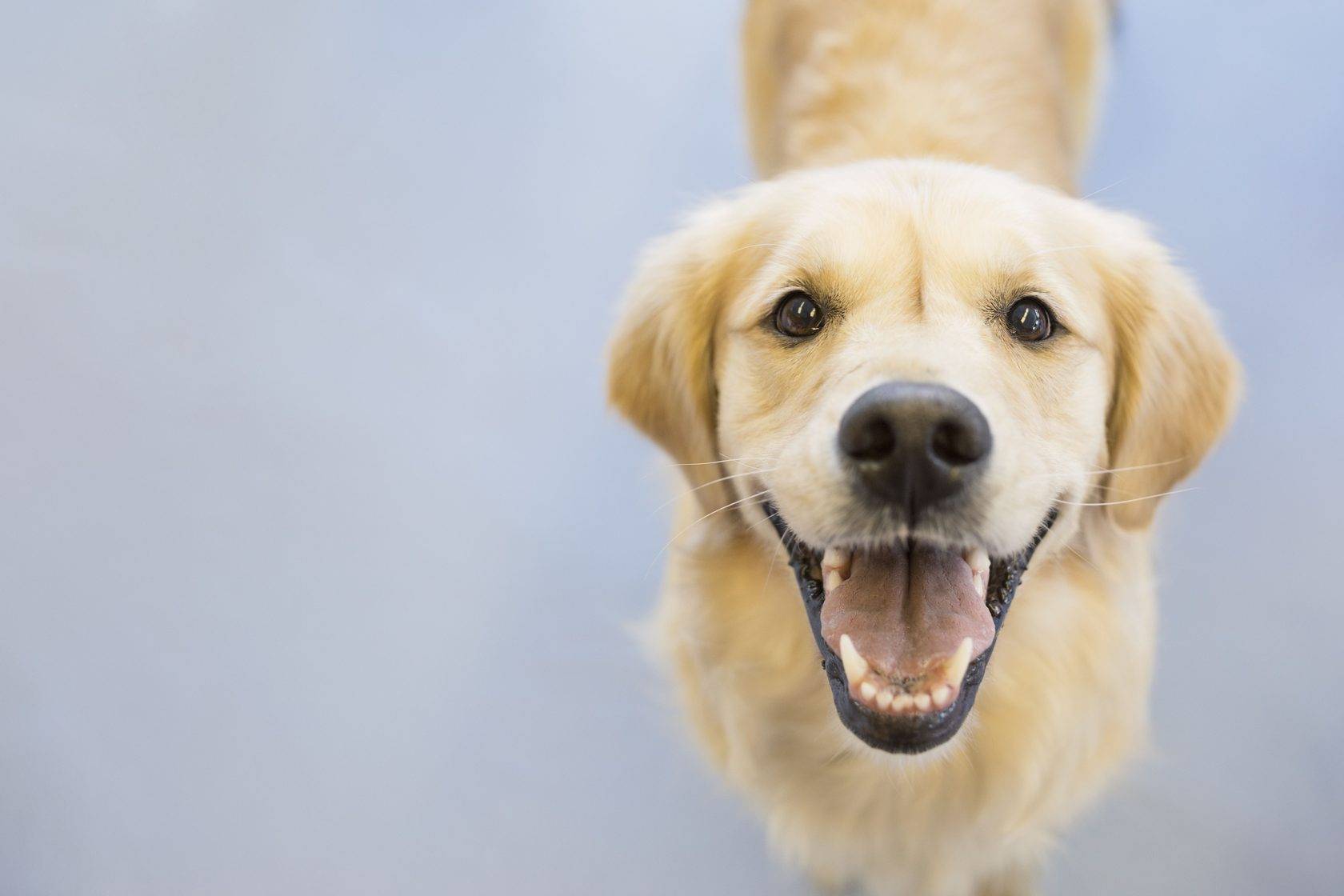 Кариес у собак: причины, лечение и профилактика