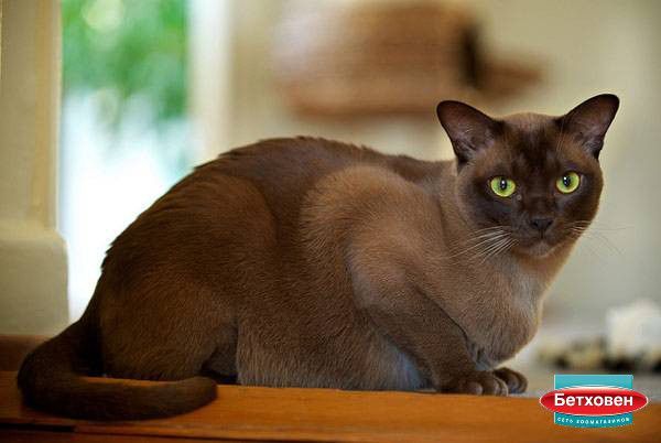 Бурманская кошка: домашние животные