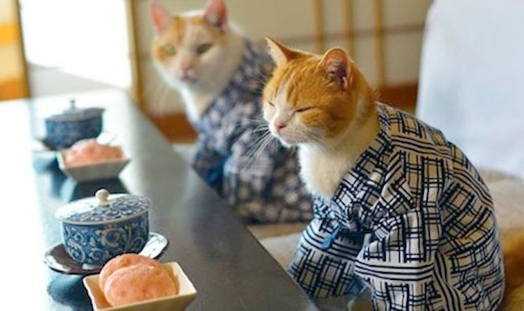 Японские котики