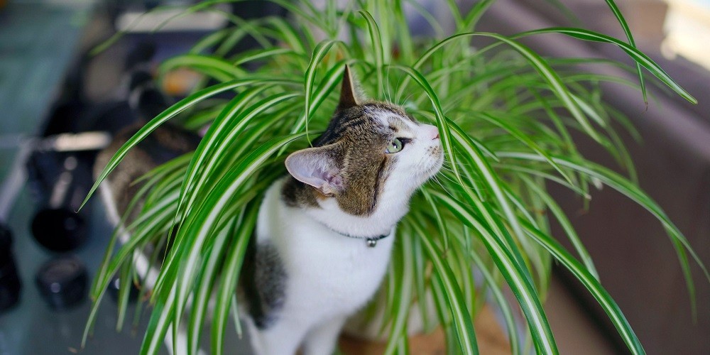 Опасные и безопасные растения для кошек