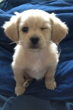 puppy.jpg