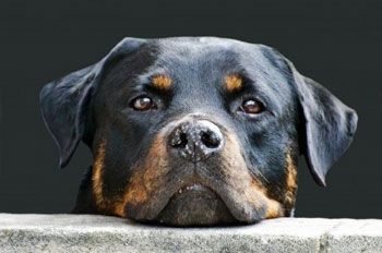 dog's-face.jpg