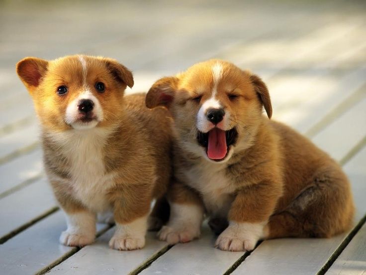 puppies.jpg