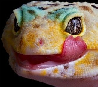 Истечения из глаз у кошек и собак Истечения из глаз у кошек и собак