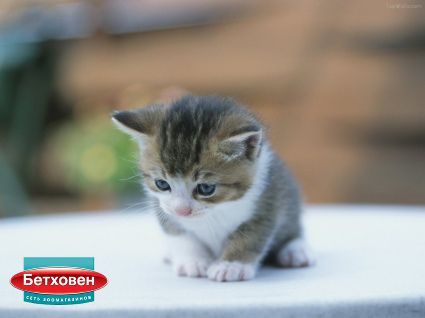 Как выхаживать маленьких котят: советы ветеринаров
