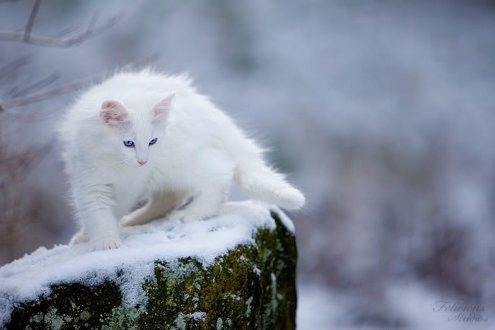 Белый кот на снегу без смс