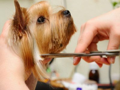 cut dog 2.jpg cut dog 2.jpg