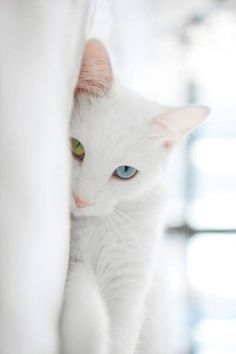 Кошки белого цвета