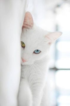 white cat.jpg