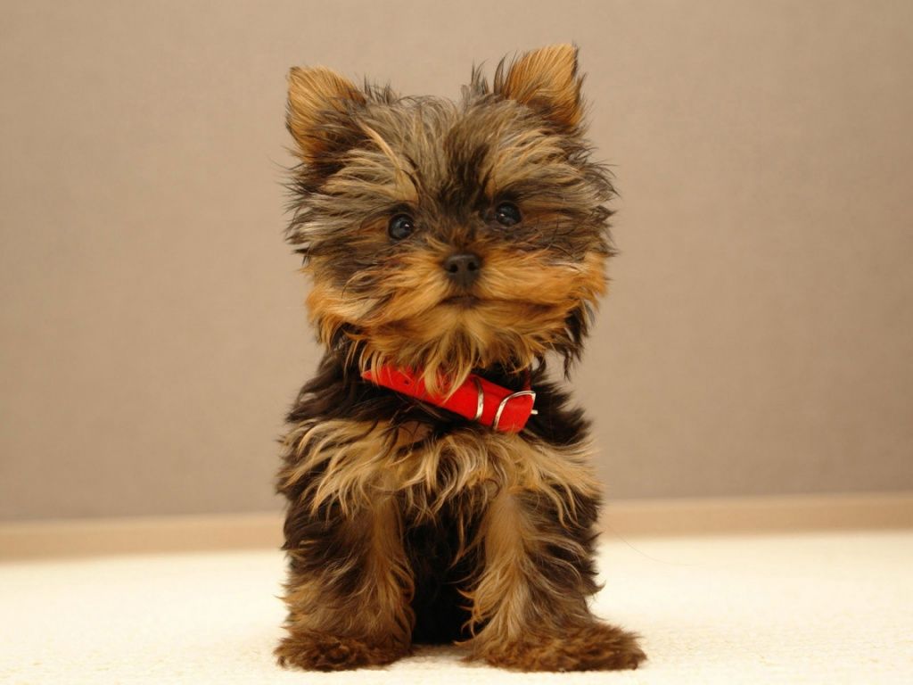 cane-taglia.jpg cane-taglia.jpg